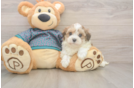 Cute Maltipoo Baby