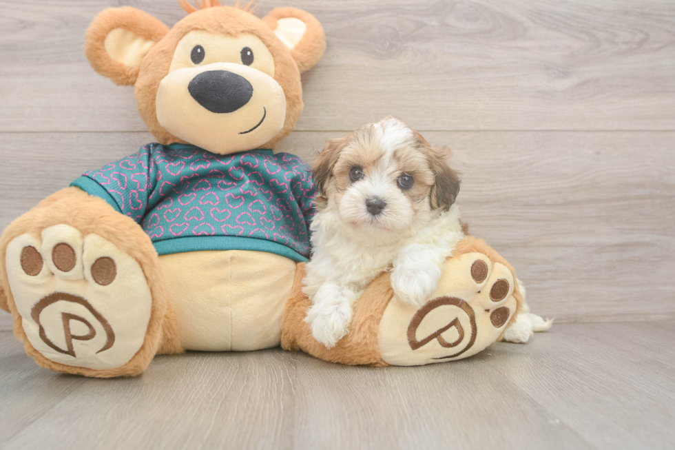 Cute Maltipoo Baby