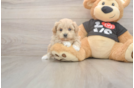 Cute Maltipoo Baby