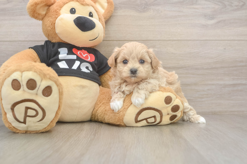 5 week old Maltipoo Puppy For Sale - Simply Southern Pups