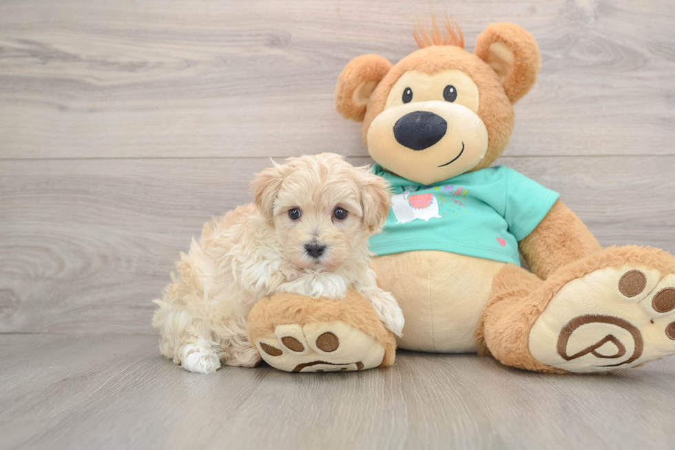 Best Maltipoo Baby