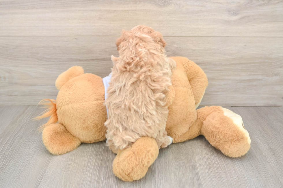 Maltipoo Pup Being Cute