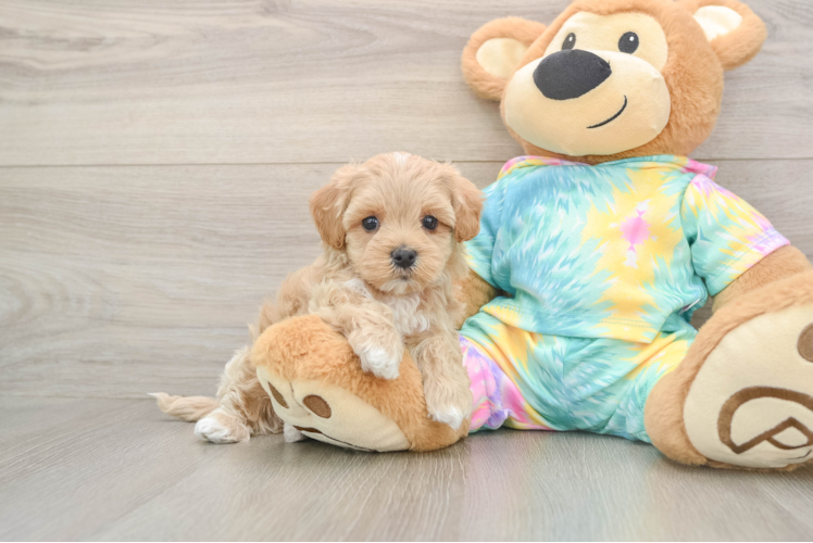 Cute Maltipoo Baby