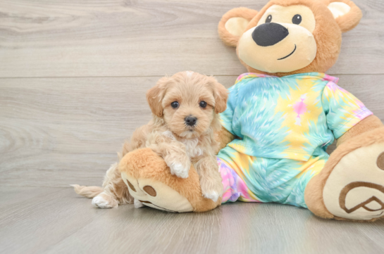 Cute Maltipoo Baby