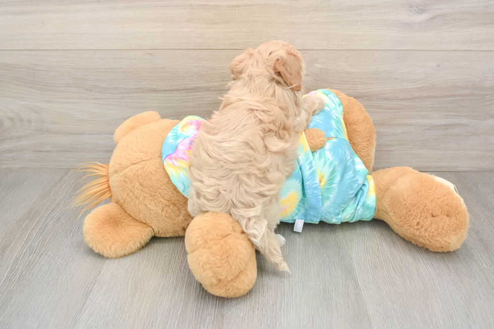 Little Malt Oodle Poodle Mix Puppy