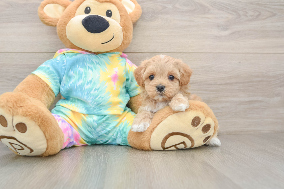 Maltipoo Puppy for Adoption