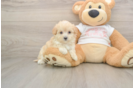 Maltipoo Pup Being Cute