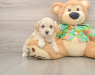 8 week old Maltipoo Puppy For Sale - Simply Southern Pups