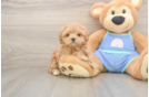 Maltipoo Pup Being Cute