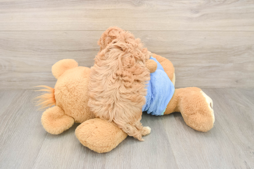 Popular Maltipoo Poodle Mix Pup