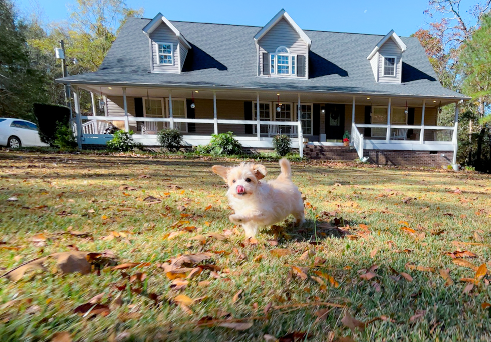 Cute Malt a Poo Poodle Mix Puppy