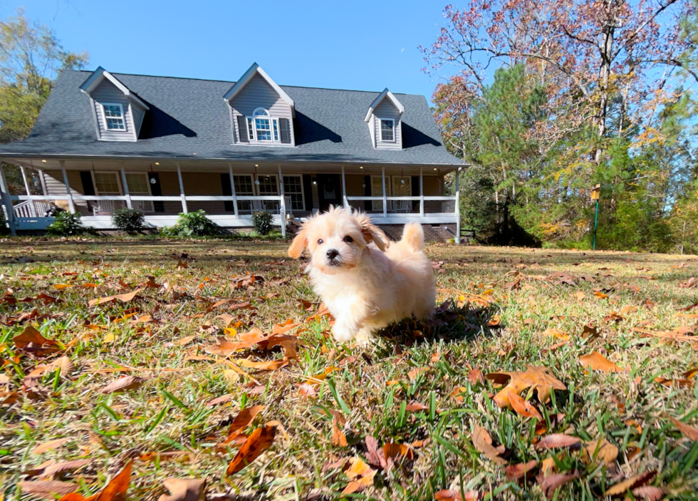 Maltipoo Puppy for Adoption