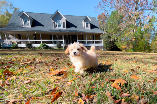 Maltipoo Puppy for Adoption