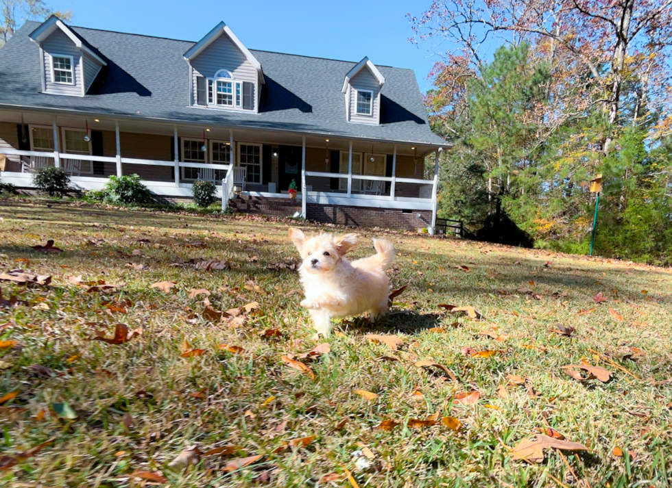 Maltipoo Puppy for Adoption