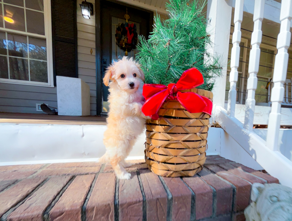 Maltipoo Pup Being Cute