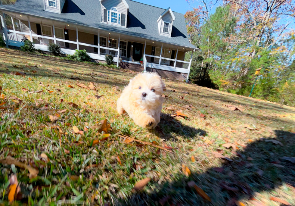 Maltipoo Puppy for Adoption
