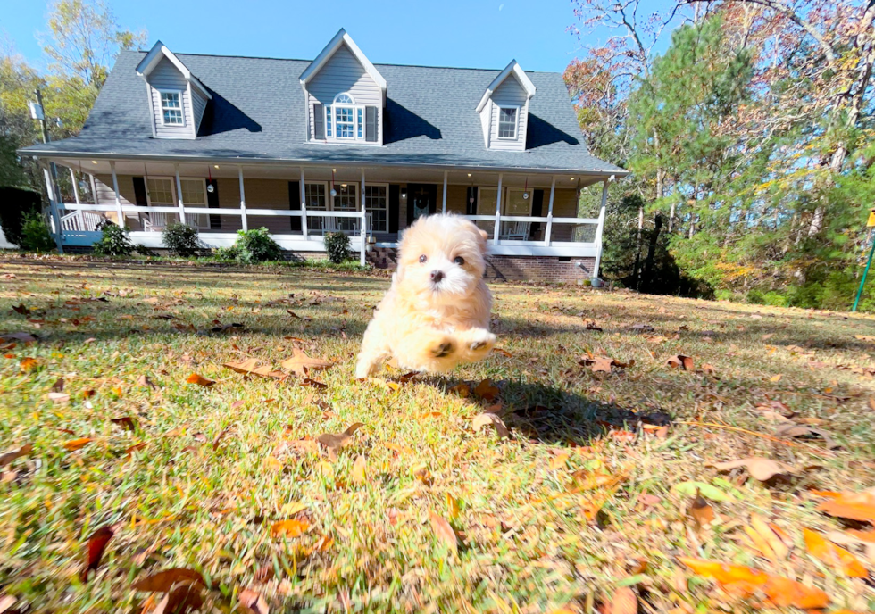 Maltipoo Puppy for Adoption