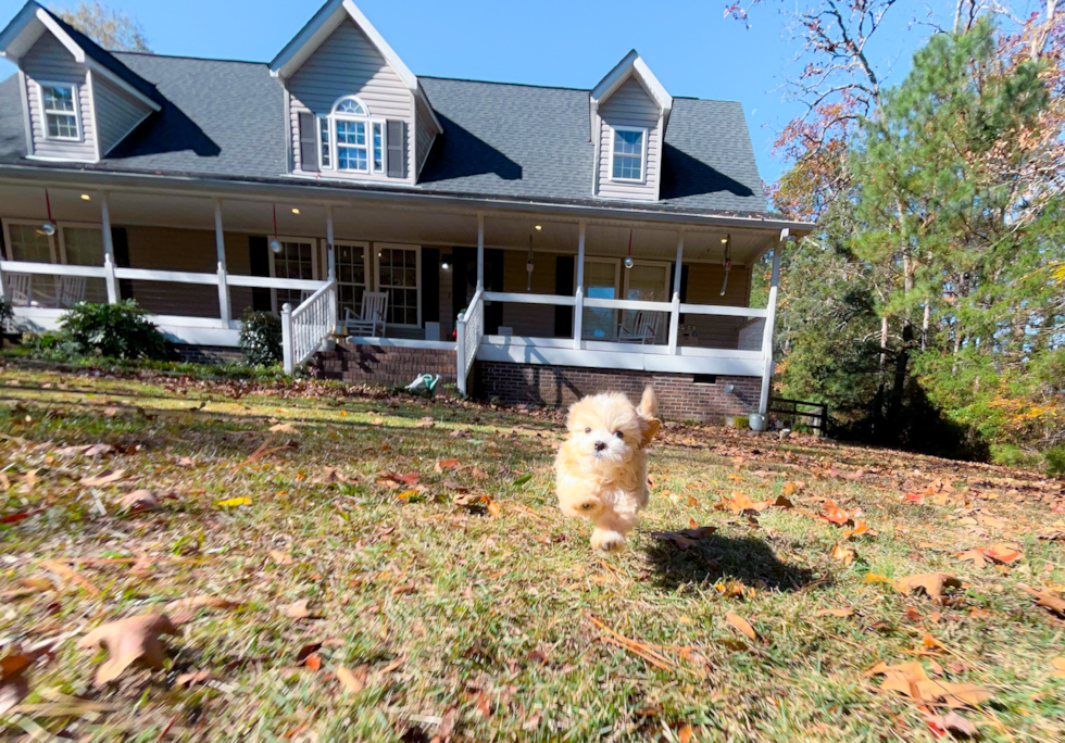 Maltipoo Pup Being Cute