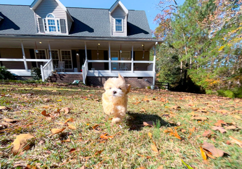 Cute Malt a Poo Poodle Mix Puppy