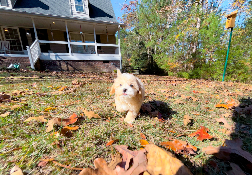 Maltipoo Puppy for Adoption