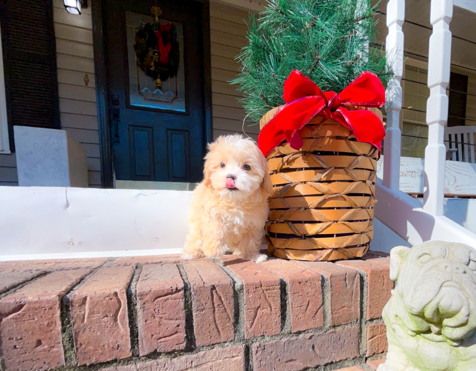 Cute Malt a Poo Poodle Mix Puppy