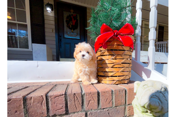 Cute Maltipoo Baby