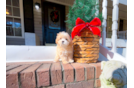 Cute Maltipoo Baby