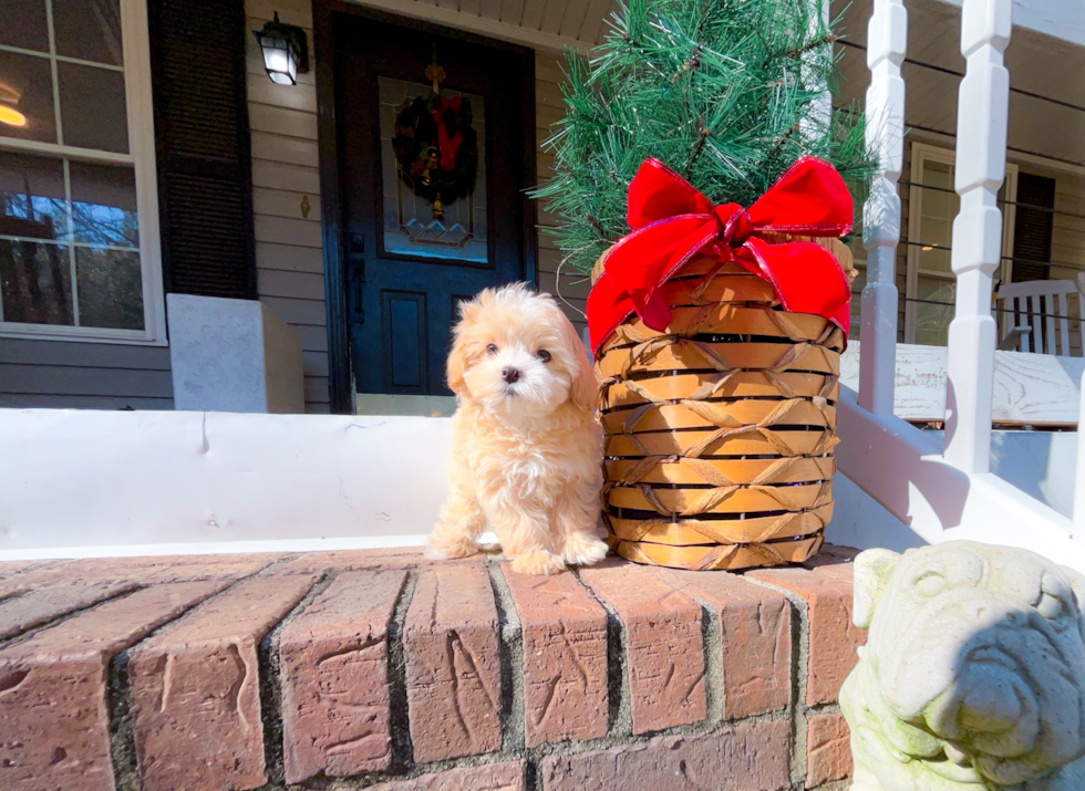Cute Maltipoo Baby