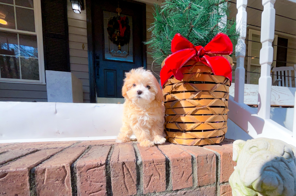 9 week old Maltipoo Puppy For Sale - Simply Southern Pups
