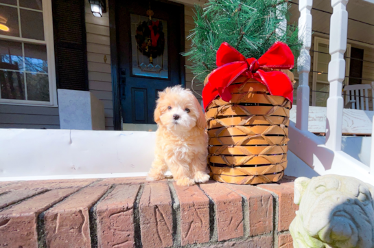 Cute Maltipoo Baby