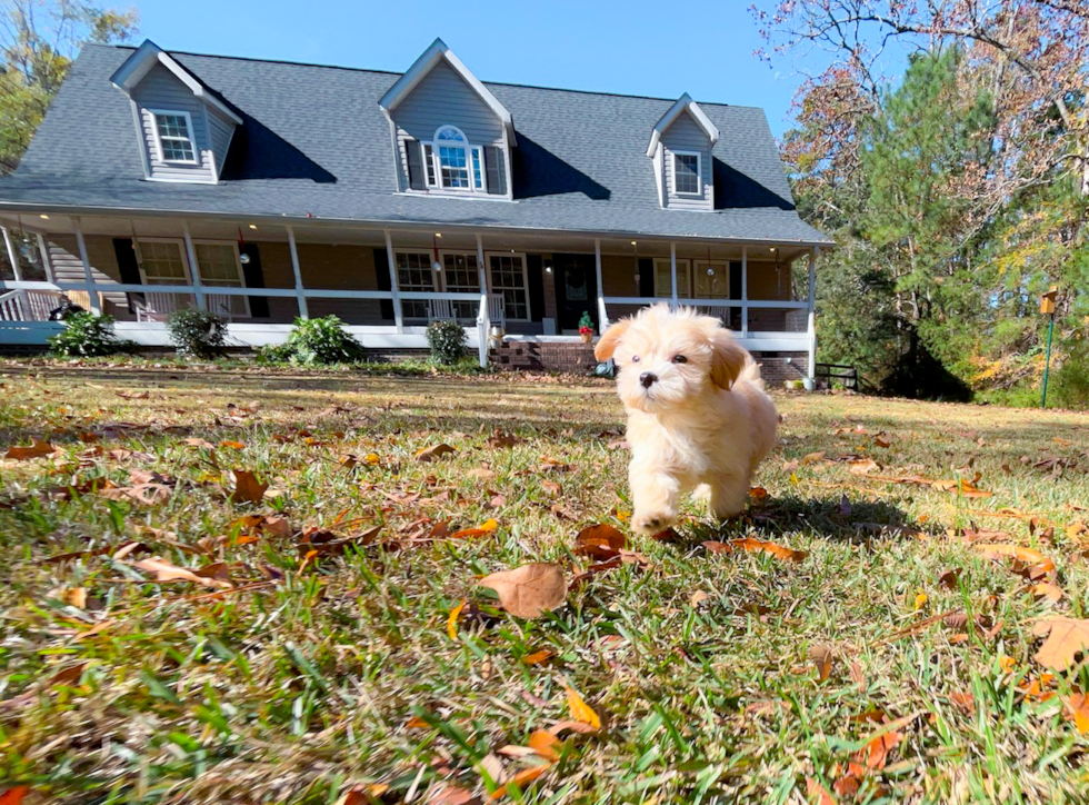 Maltipoo Pup Being Cute