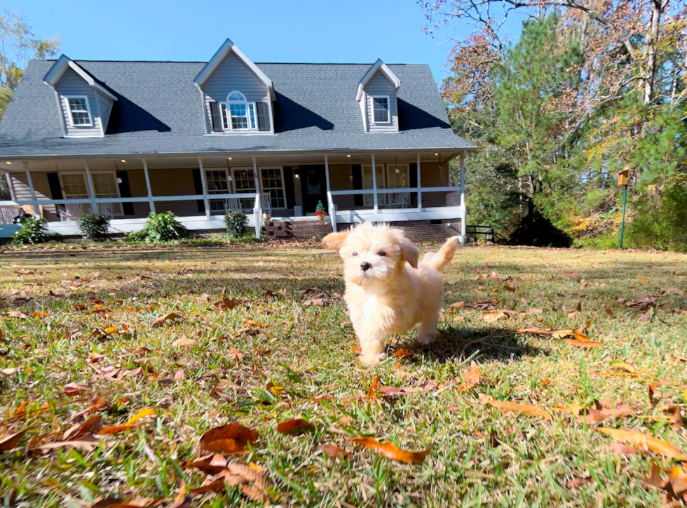 Cute Maltipoo Poodle Mix Pup