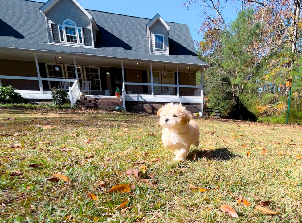 Cute Maltipoo Poodle Mix Pup