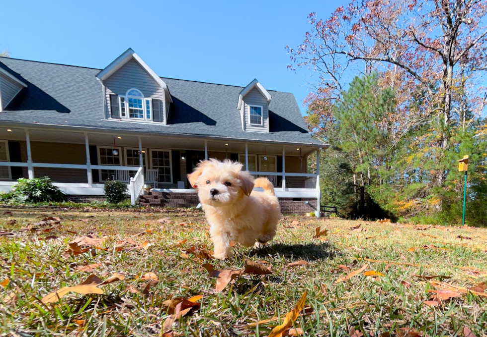 Maltipoo Puppy for Adoption
