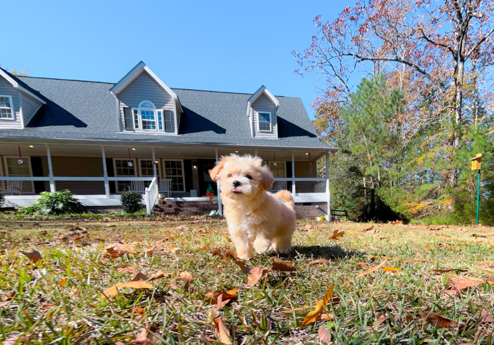 Maltipoo Pup Being Cute