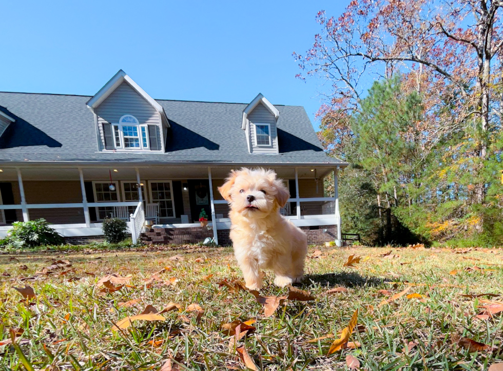 Maltipoo Pup Being Cute