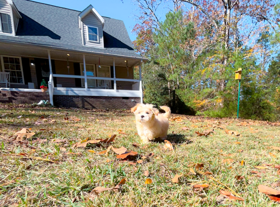 Cute Maltipoo Poodle Mix Pup