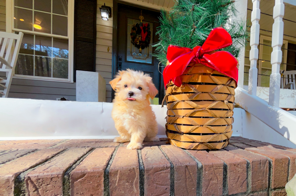 9 week old Maltipoo Puppy For Sale - Simply Southern Pups