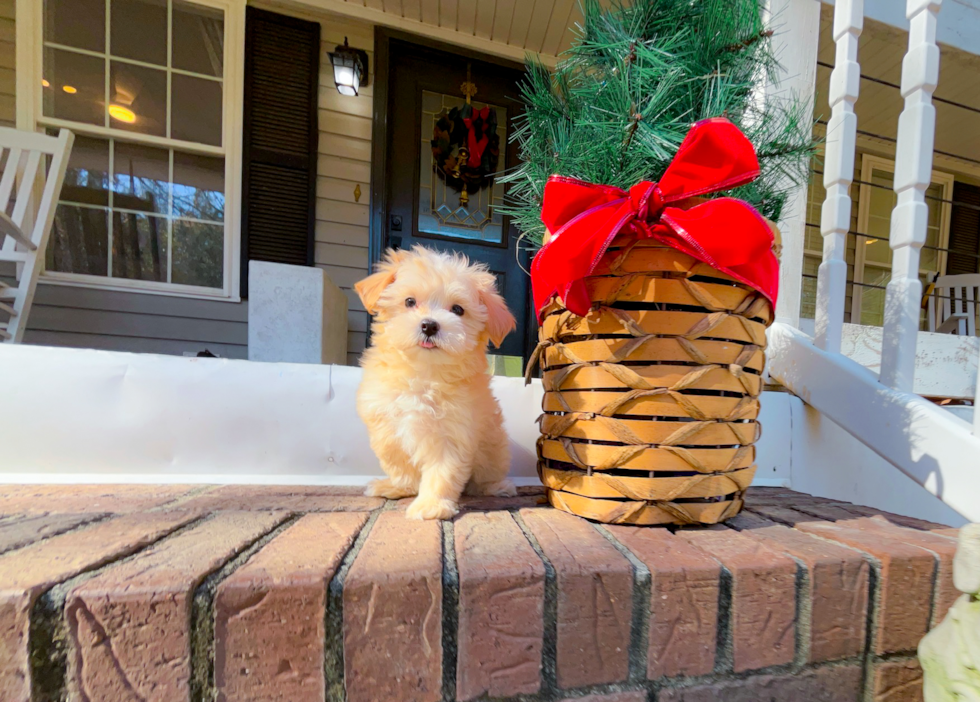Cute Maltipoo Baby