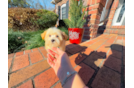 Cute Malt a Poo Poodle Mix Puppy
