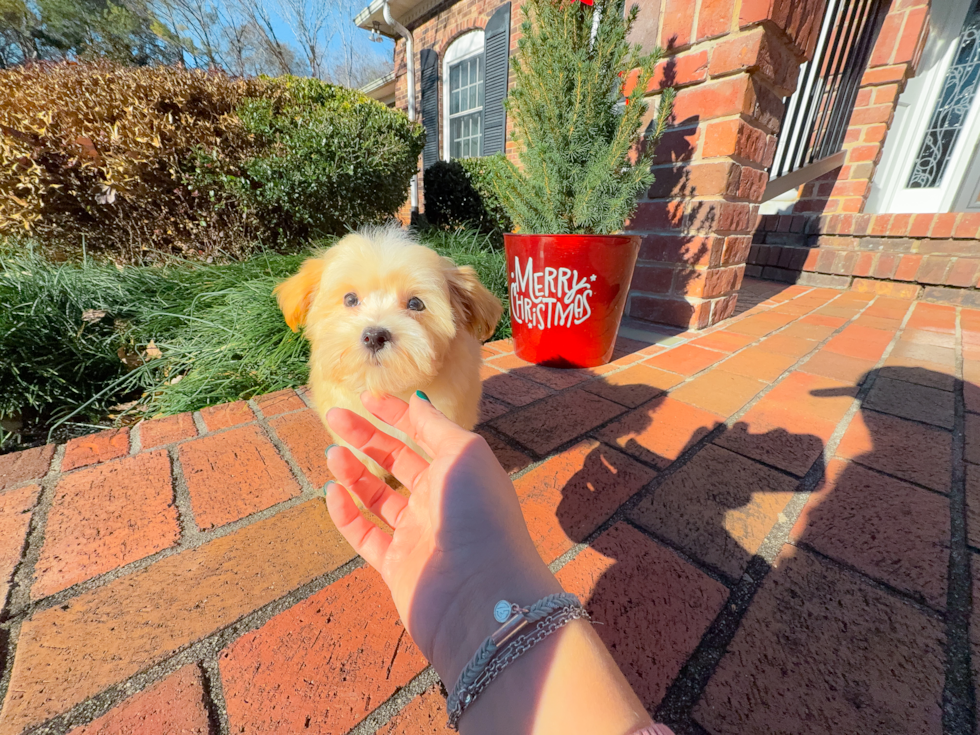Cute Malt a Poo Poodle Mix Puppy
