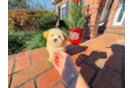 Cute Malt a Poo Poodle Mix Puppy