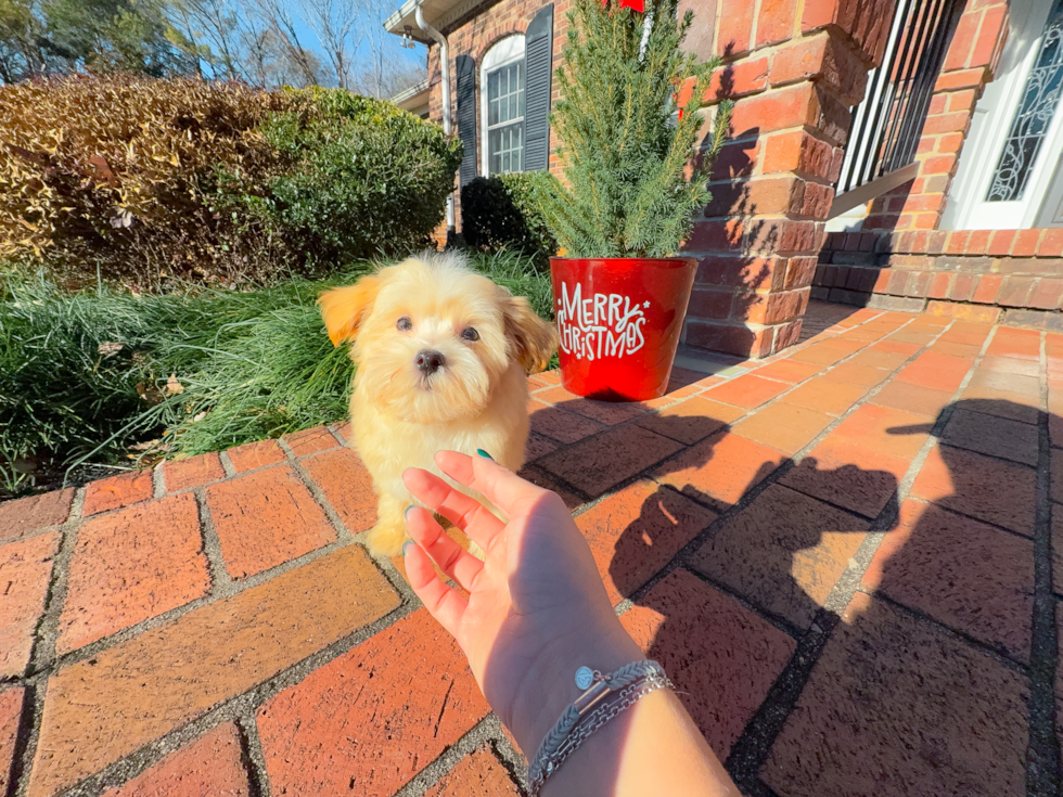 Cute Malt a Poo Poodle Mix Puppy