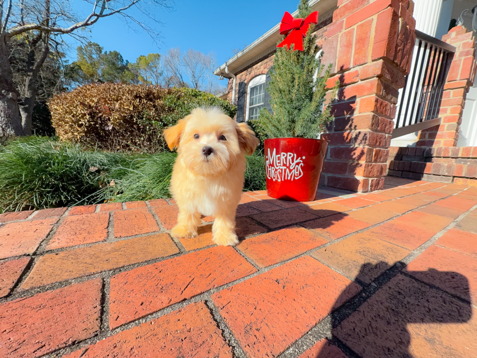 Maltipoo Puppy for Adoption