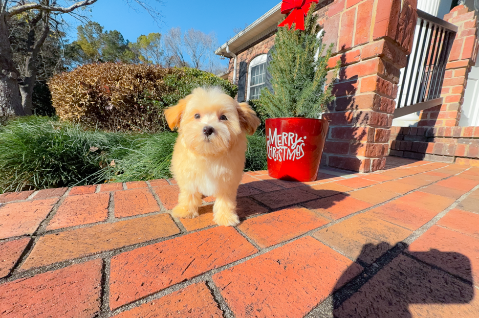 11 week old Maltipoo Puppy For Sale - Simply Southern Pups