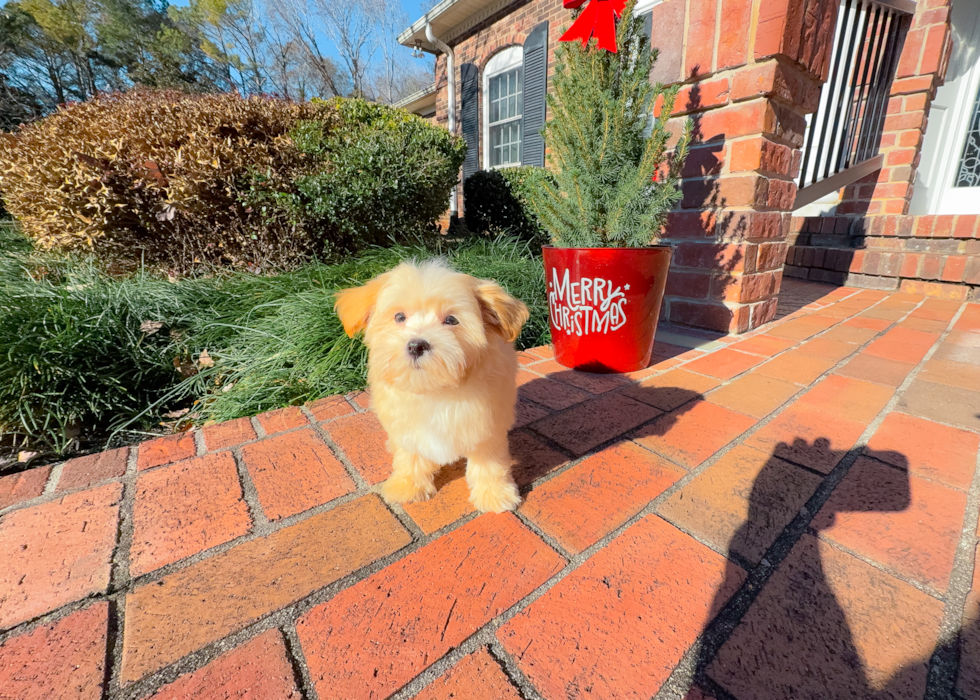 Cute Malt a Poo Poodle Mix Puppy