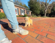 13 week old Maltipoo Puppy For Sale - Simply Southern Pups