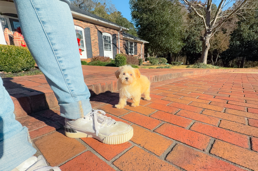 12 week old Maltipoo Puppy For Sale - Simply Southern Pups
