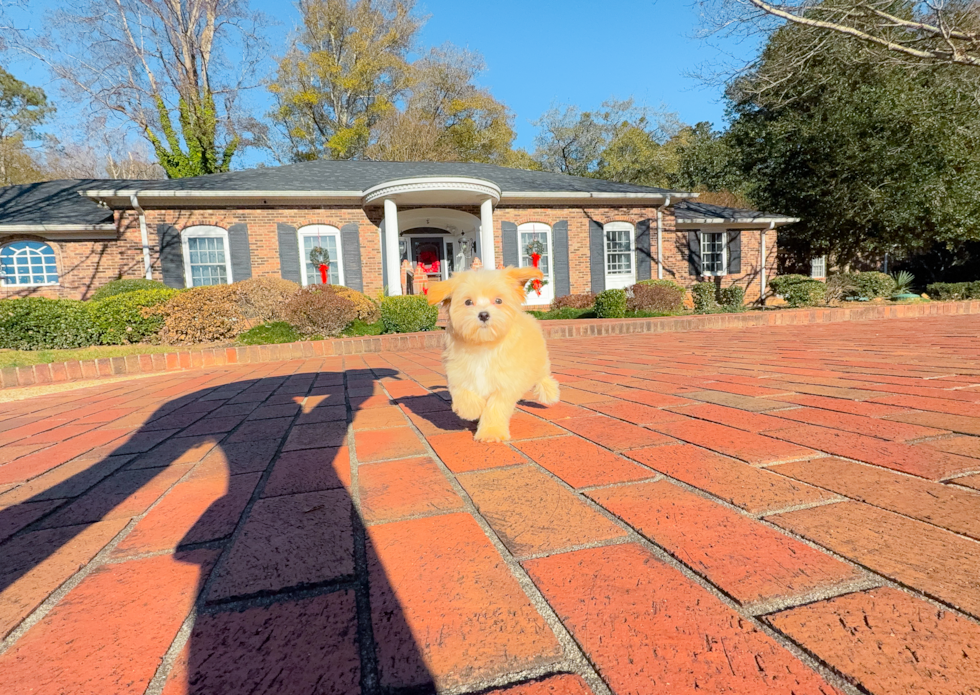 Cute Maltipoo Poodle Mix Pup