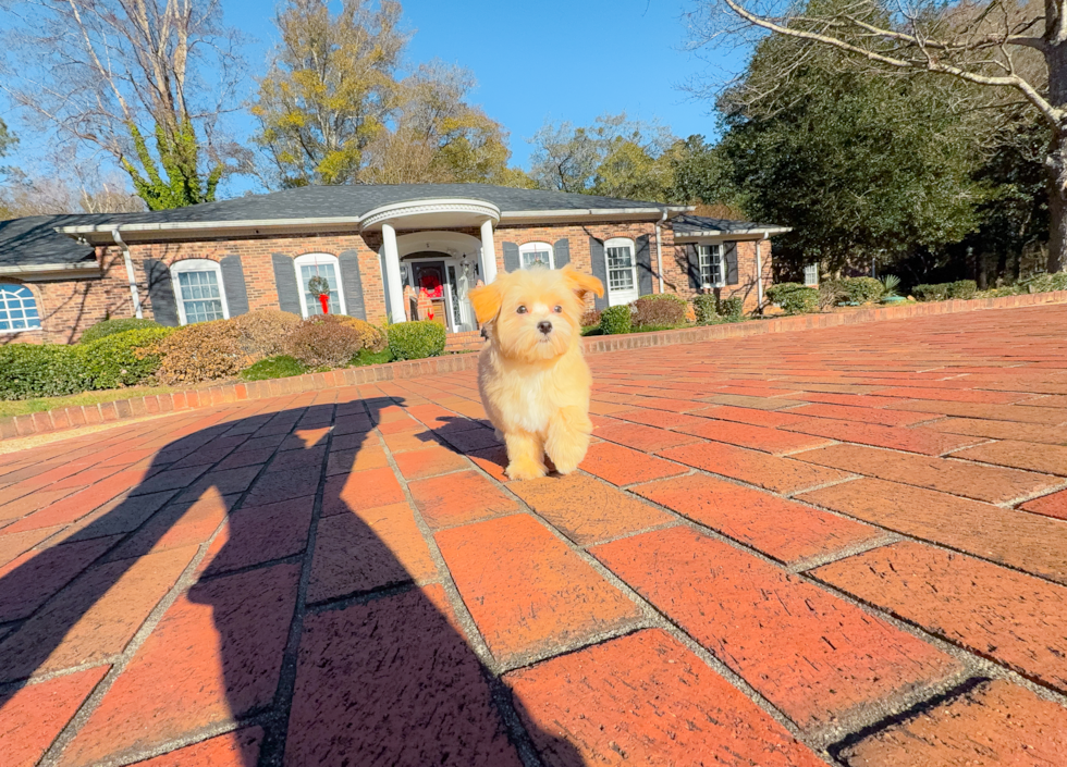 Maltipoo Puppy for Adoption
